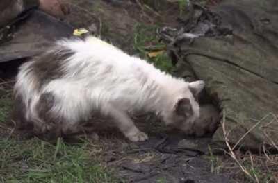 Alert! NSFW: Cute &amp;amp; Fluffy Ukrainian Cat eating a Dead Russian Soldier