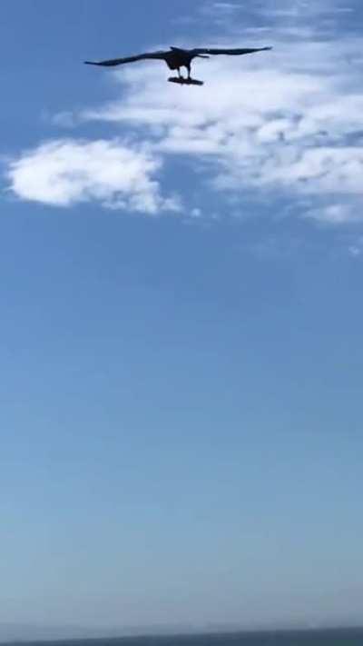 This intelligent crow surfing on the wind with a stick after observing surfers in the ocean