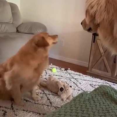 Goldie “plays” with sibling