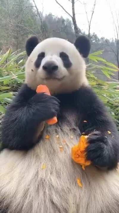 Just a happy panda casually nomming a carrot