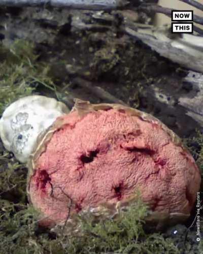 The blooming of a mushroom called the red cage stinkhorn, found in Australia and New Zealand