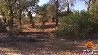 Hippo completely ignores an entire pack of lions attacking it