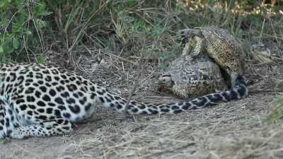 Mating tortoises interrupt hunting leopard