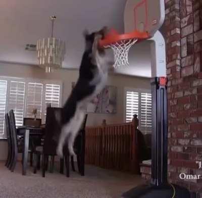 This dog can dunk! (via @houseofhighlights on ig)