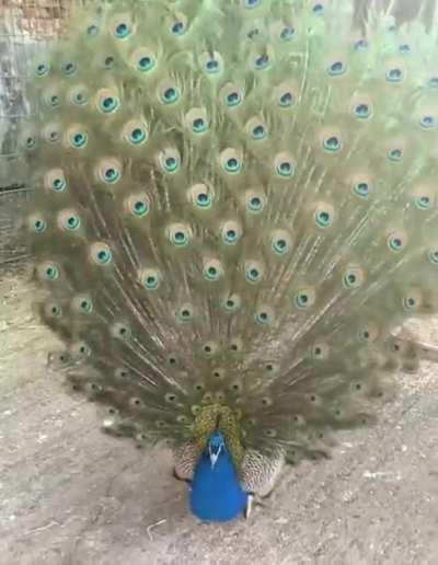 🔥 Peacock is King of Birds!