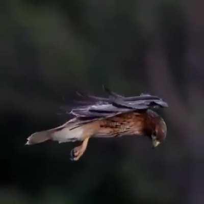 🔥 A red-tailed hawk stabilizing its head to stay focused on prey as it hovers in gusting winds. Credit: Bill Bryant