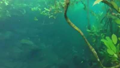 🔥 Heavy rain transforms a hiking trail into an underwater trail in Brazil