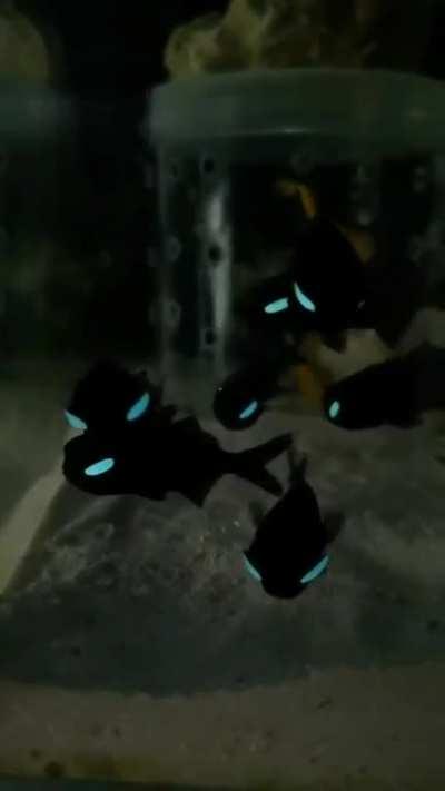 The Flashlight Fish, the bioluminescent spots beneath its eyes are thought to aid in nighttime schooling behavior.