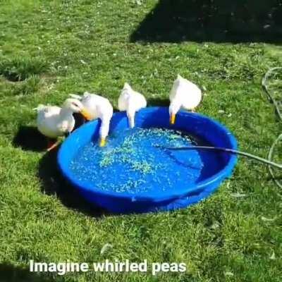 DUCKOS GOT A POOL FULL OF PEAS