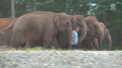 Majestic Moment, Elephants Have Happy Freakout Seeing Their Beloved Caretaker After Year-long Absence