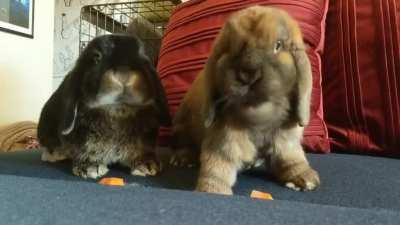 synchronized sibling cronch 🥕