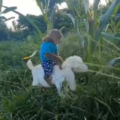 Quarentena pra quem vive na roça...