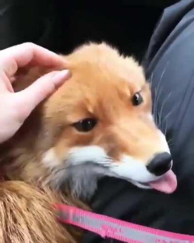 Foxy blep