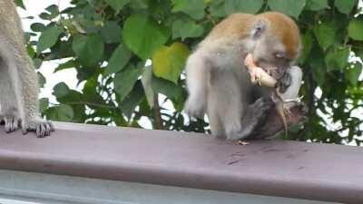 Monkey eats live lizard