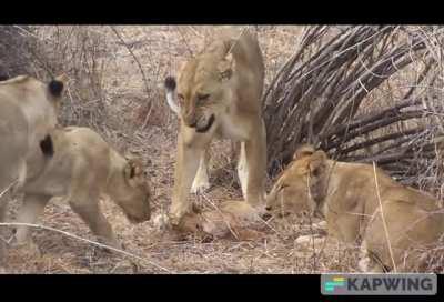 Dominant Lioness kills and eats cubs from a rival pride.