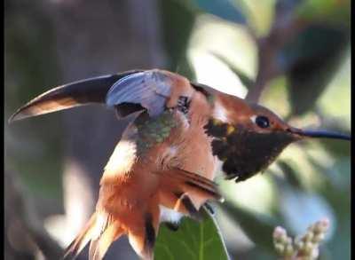 Watching this little hummingbird stretch