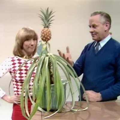 How to grow a pineapple indoors from the BBC Archives