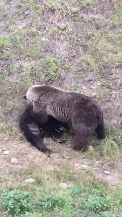 Grizzly Bear Killing A Black Bear