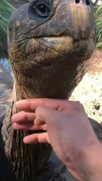 Petting a giant tortoise