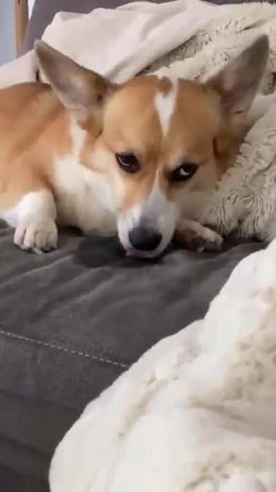 Just licking the couch, no big deal