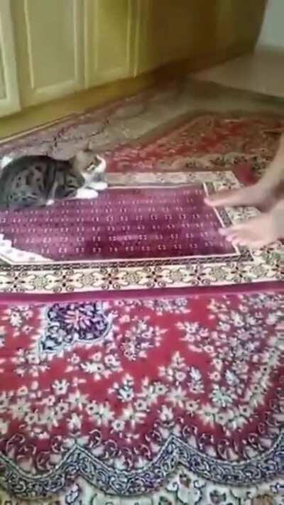 Cat wants to play with the dude during pray time with such will.