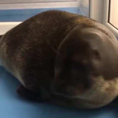 A very squishy seal pup