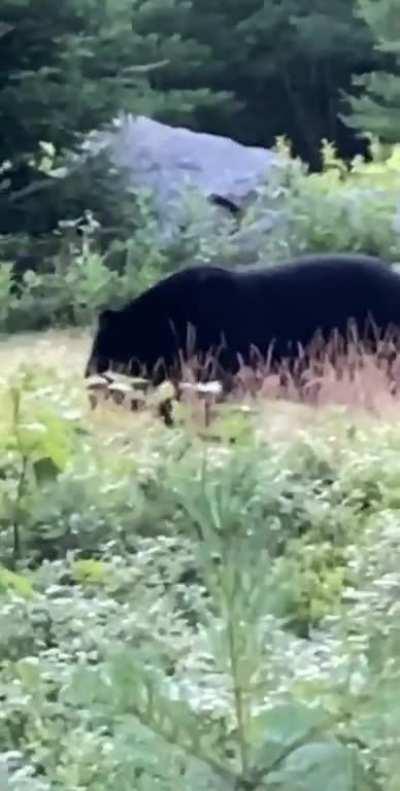 Our intention was Bear. Went to the coordinates and it was just the side of the road, saw a path into the woods and went in. Almost lost my mind.