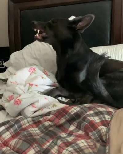 My handsome step-pupper (blue German shepherd) doing a heckin big sneeze!