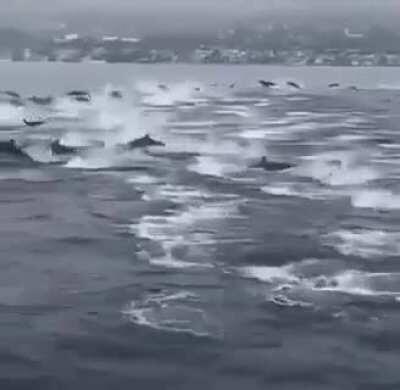 'Mega-pod' of Dolphins looks like the ocean equivalent of a horse stampede....