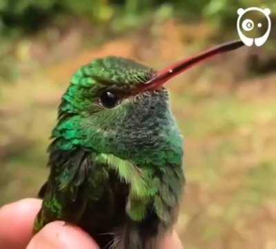 Magical colors of hummingbirds