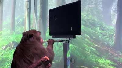 A nine-year-old Macaque playing Pong with his Neuralink