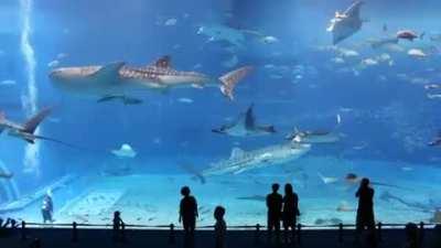 One of the largest aquarium tanks in the world, which holds nearly 2 million gallons of water. (The Okinawa Churaumi Aquarium in Japan)