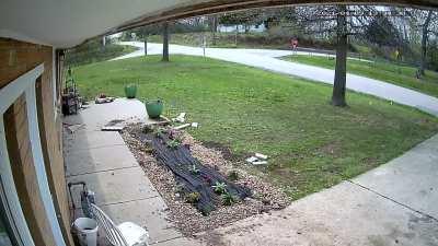 Rooster protecting his hens from a Coyote.