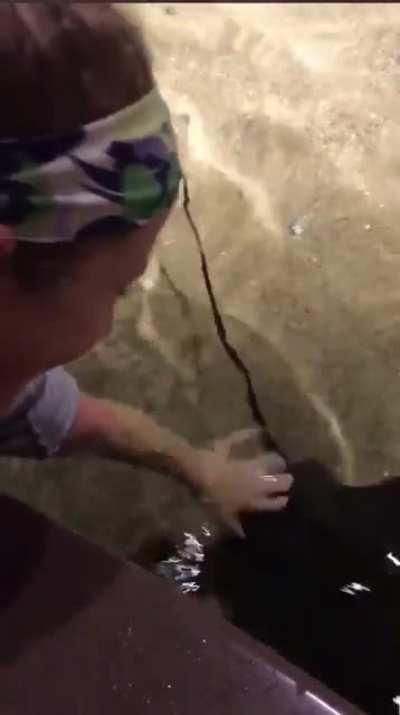 In case you weren’t aware, stingrays are basically puppies.