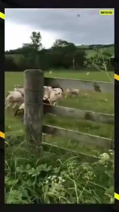 This good boy’s discipline and herding skills