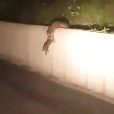 🔥 A mother raccoon and her kits using teamwork to scale a wall 🔥