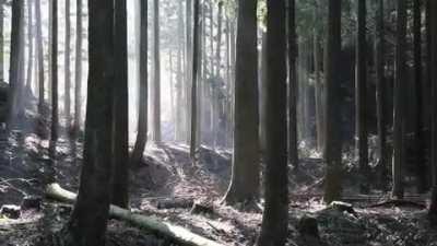 Enormous xylophone in the woods of Kyushu, Japan plays a Bach tune when a wooden ball rolls down each 