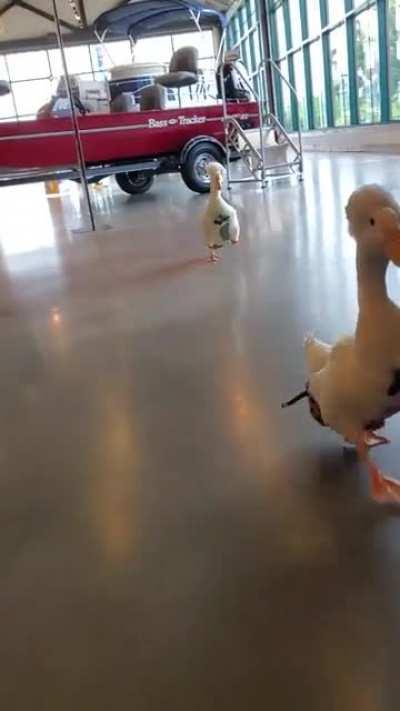 Duck zoomies with tippy taps. [OC] (Be sure to have sound on!)