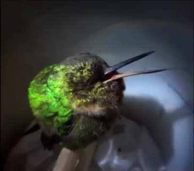 Did you know hummingbirds can snore?