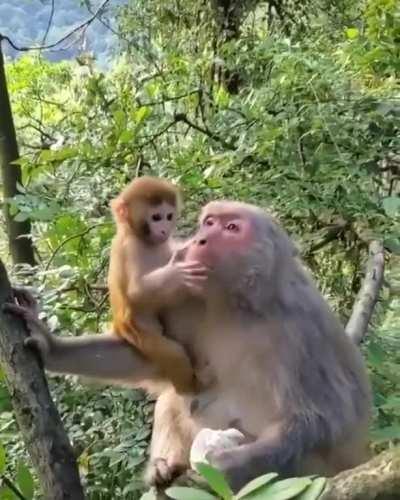 Monkey mamma with her kid