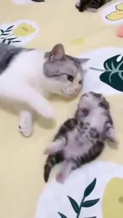 Mommy cat protect you from nightmare.