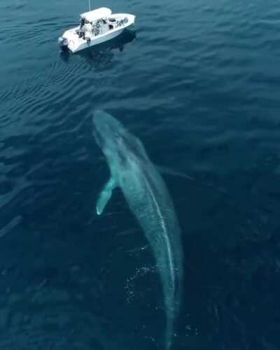 The sheer size of blue whale in front of a boat