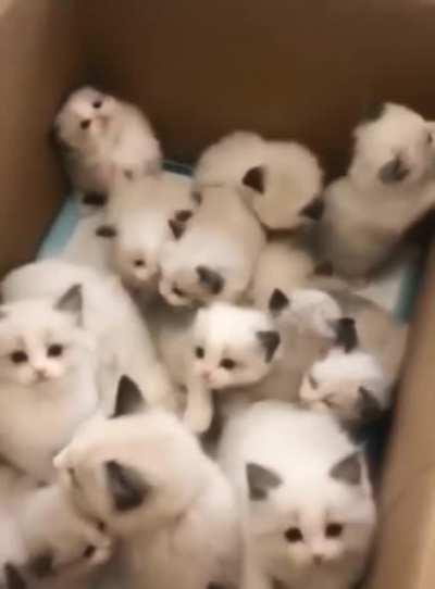 [request] Cute kitten video = gold