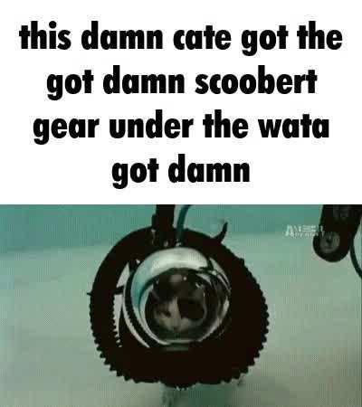 Da scoobert cate