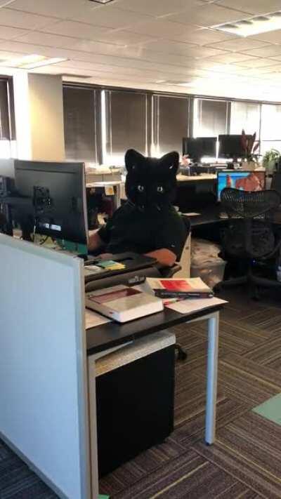 Office Cat Doin' Office Cat Things