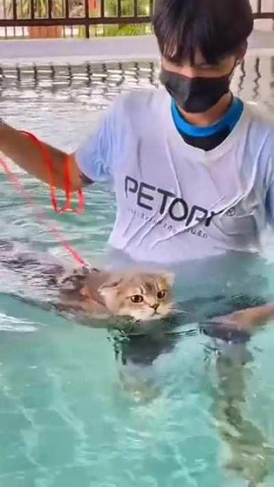 Cat swimming lesson