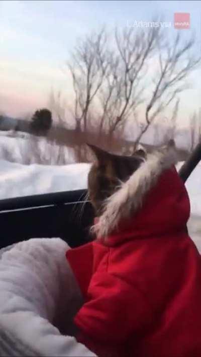 Cat wears a little coat while being amazed by snow