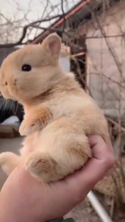 Baby bunny fits in hand