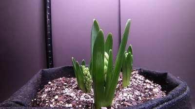 Hyacinths time lapse