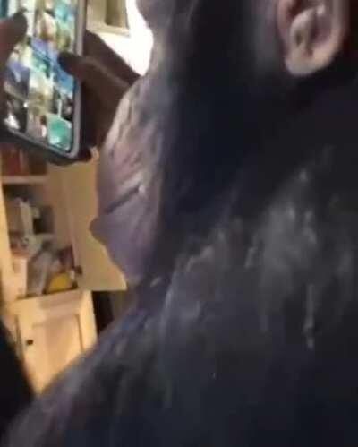 Chimpanzee using Instagram